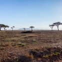 TZA MAR SerengetiNP 2016DEC23 Seronera 005 : 2016, 2016 - African Adventures, Africa, Date, December, Eastern, Mara, Month, Places, Serengeti National Park, Seronera, Tanzania, Trips, Year